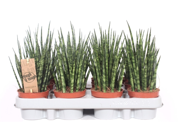 Sansevieria Fernwood Mikado
