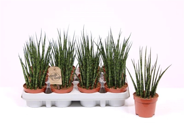 Sansevieria Fernwood Mikado
