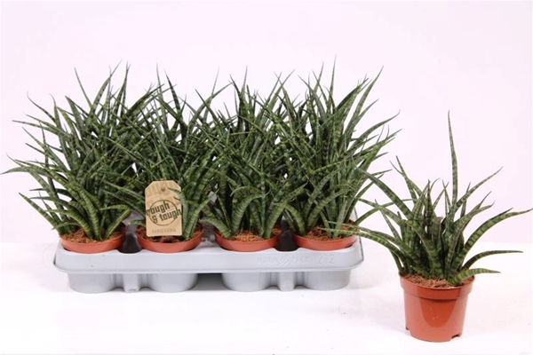 Sansevieria Fernwood Punk