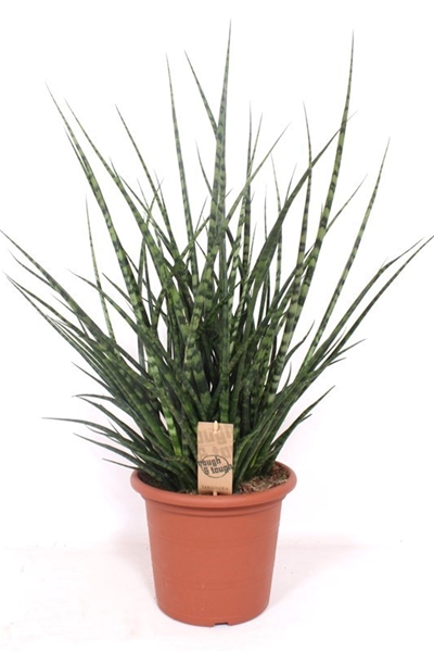 Sansevieria Fernwood Punk