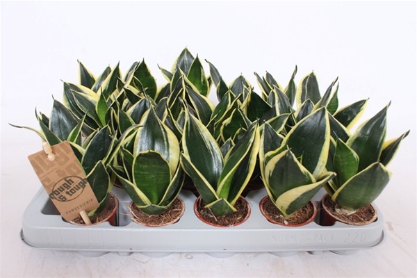 Sansevieria Trifasciata Golden Hahnii Black