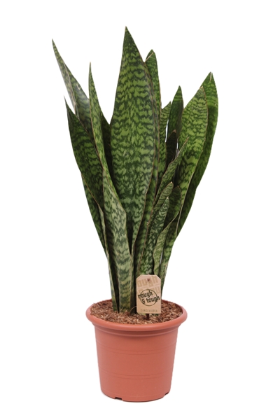 Sansevieria Jiboia