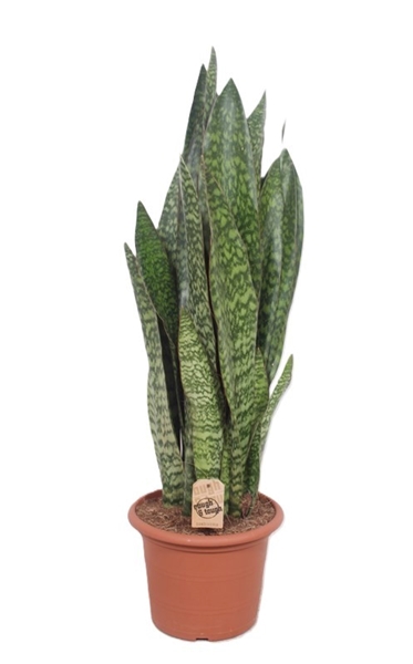 Sansevieria Jiboia