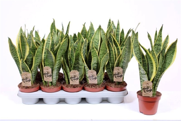 Sansevieria Trifasciata Laurentii