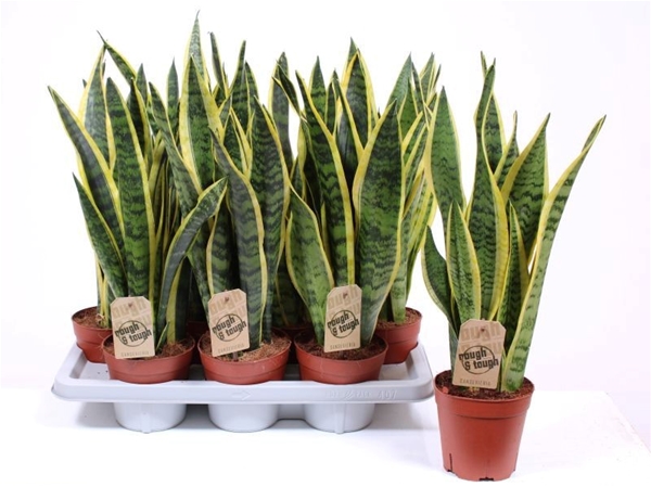 Sansevieria Laurentii XL
