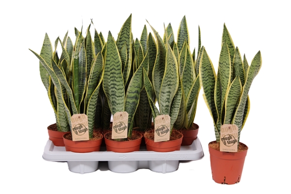 Sansevieria Trifasciata Laurentii