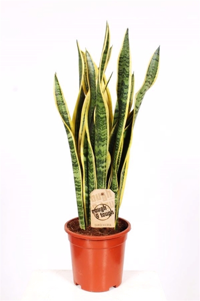 Sansevieria Trifasciata Laurentii