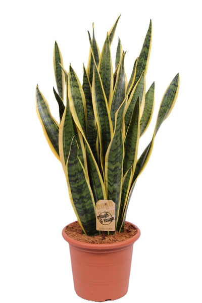 Sansevieria Trifasciata Laurentii