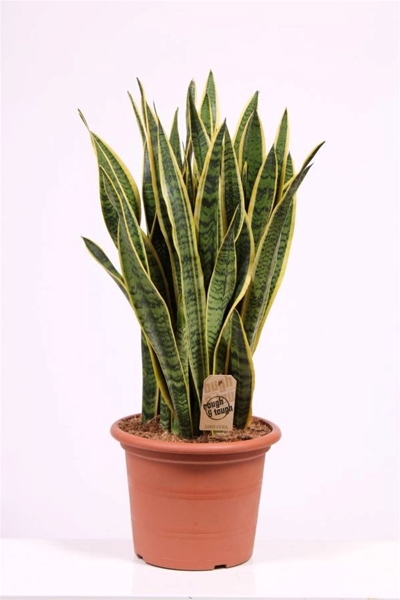 Sansevieria Trifasciata Laurentii