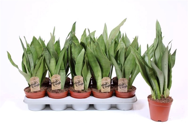 Sansevieria Moonshine
