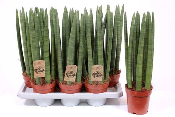 Sansevieria Straight