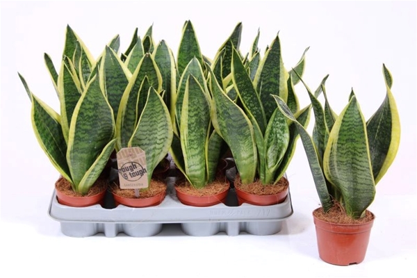 Sansevieria Trifasciata Superba