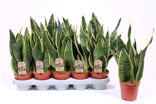 Sansevieria Trifasciata Superba