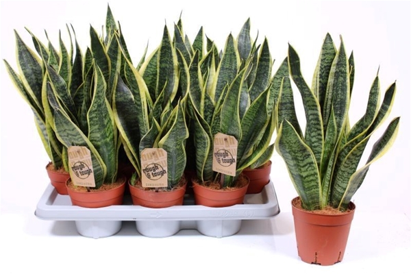 Sansevieria Trifasciata Futura Superba