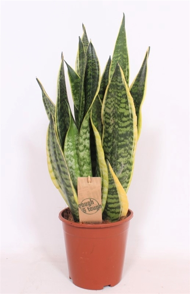 Sansevieria Futura Superba