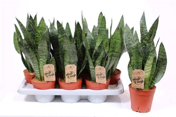 Sansevieria Zeylanica Compacta