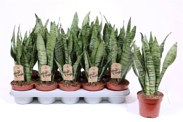 Sansevieria Zeylanica