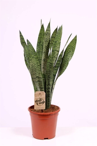 Sansevieria Zeylanica