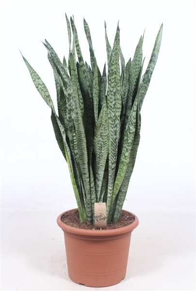 Sansevieria Zeylanica