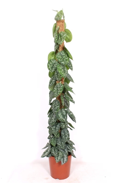 Scindapsus Trebie 
