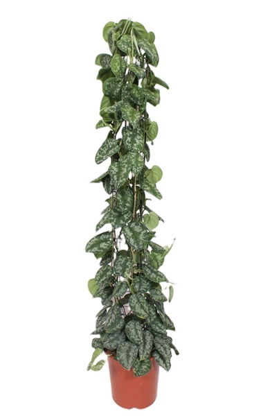 Scindapsus Trebie 