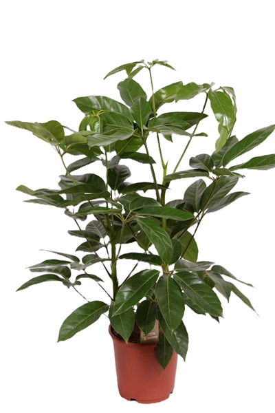 Schefflera Actinophylla Amate