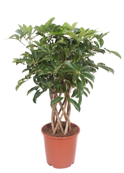 Schefflera Arboricola Compacta