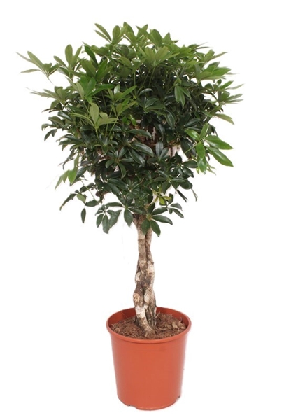 Schefflera Compacta Flecht Stam