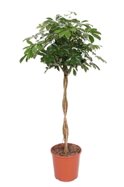 Schefflera Compacta 