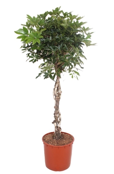 Schefflera Arboricola Compacta