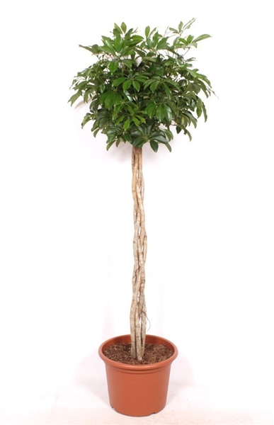 Schefflera Compacta 