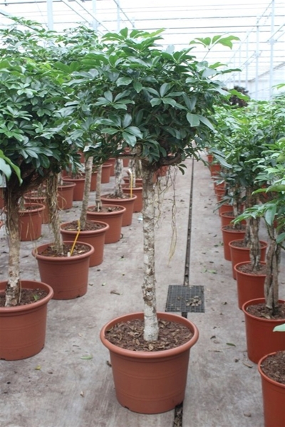 Schefflera arboricola 'Compacta'