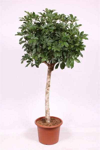 Schefflera arboricola 'Compacta'