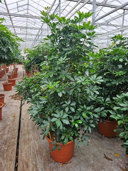 Schefflera Compacta 