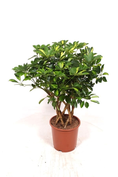 Schefflera Arboricola Gold Capella