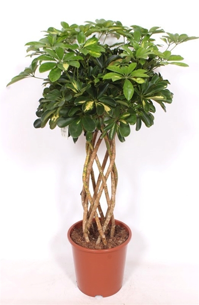 Schefflera Gold Capella 