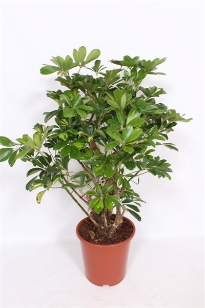 Schefflera Arboricola Gold Capella