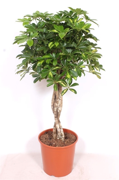 Schefflera Gold Capella 