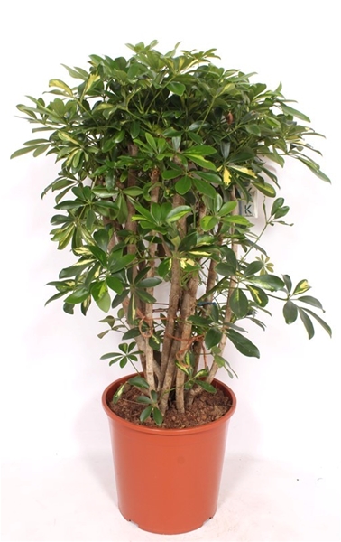 Schefflera Gold Capella