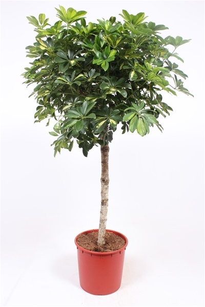 Schefflera Gold Capella
