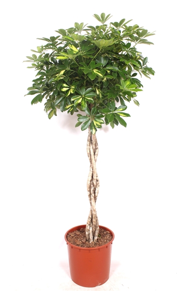 Schefflera Gold Capella Stam