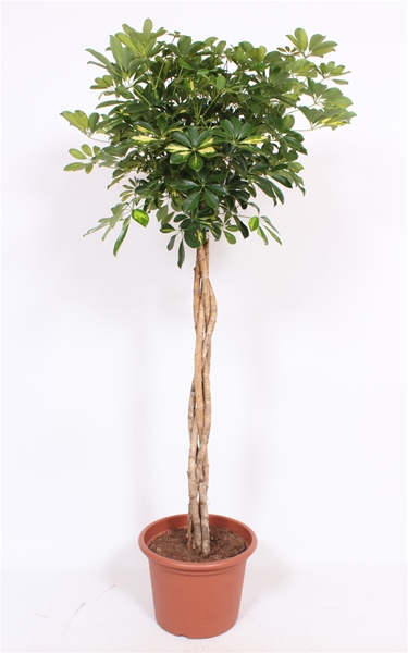 Schefflera Gold Capella 