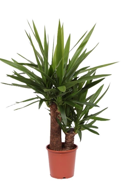 Yucca elephantipes 45-20 XL