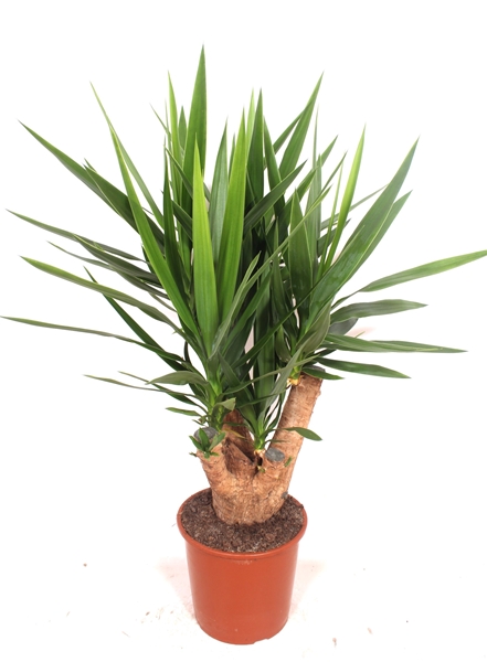 Yucca Elephantipes Verzweigt