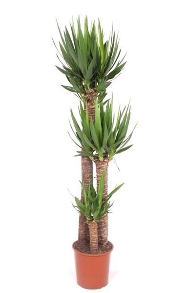 Yucca Elephantipes 120-80-40 XL