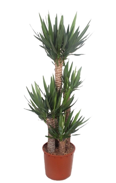 Yucca Elephantipes 120-90-60-30 XXL