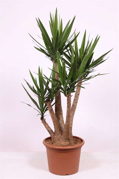 Yucca elephantipes