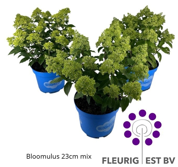 Hydrangea Paniculata Bloomulus Mix 10+