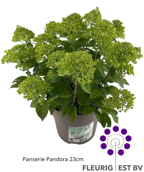 Hydrangea Paniculata Pandora