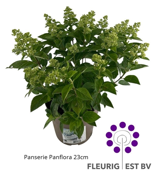 Hydrangea Paniculata Panflora